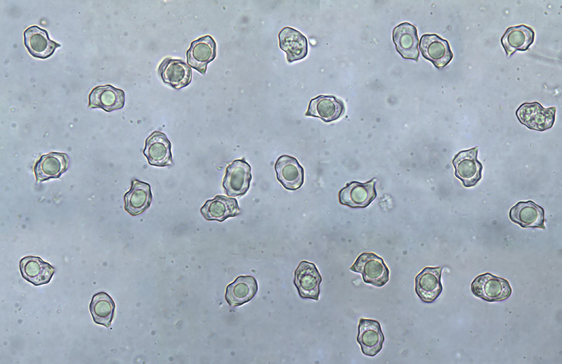Entoloma neglectum spory